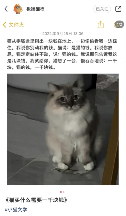 小貓文學梗出處含義