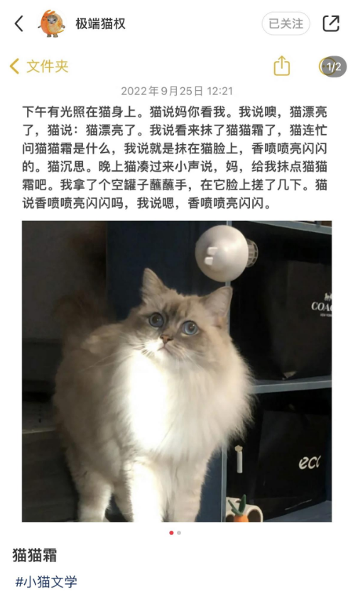 小貓文學梗出處含義