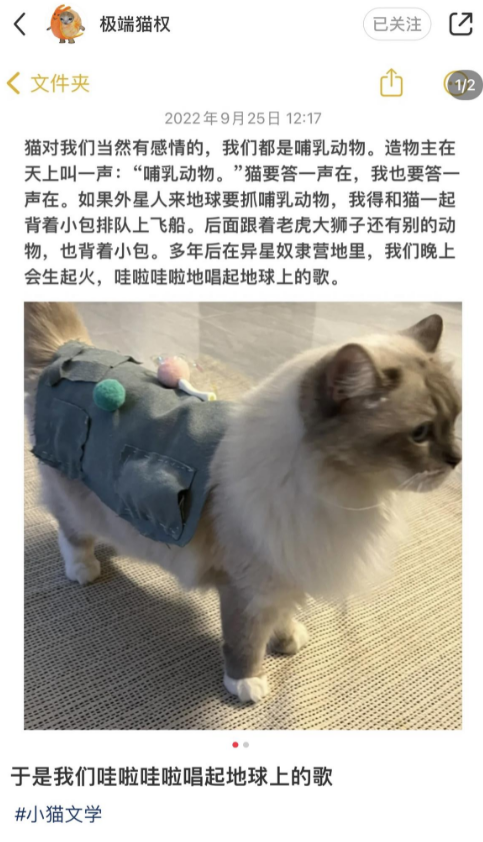 小貓文學梗出處含義