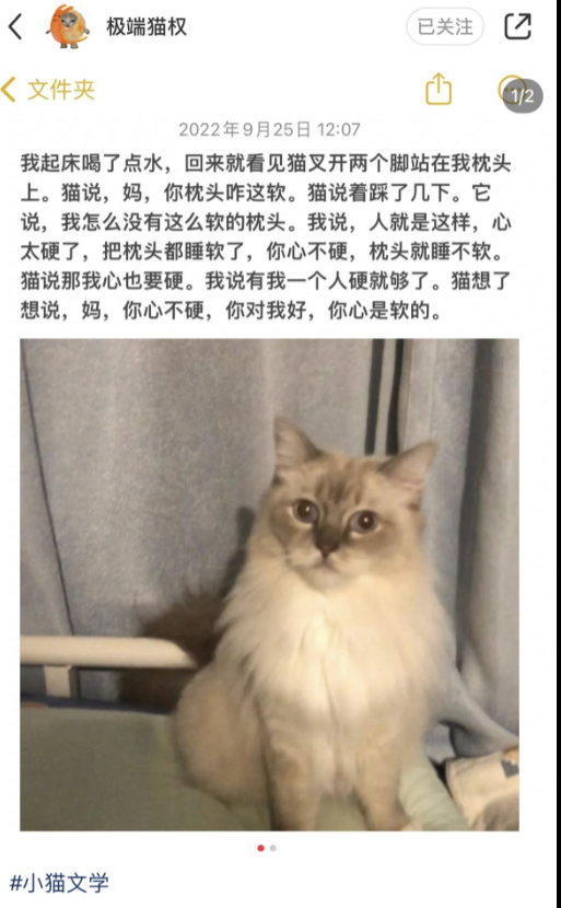 小貓文學梗出處含義