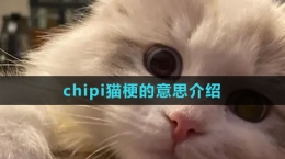 《抖音》chipi貓梗的意思介紹